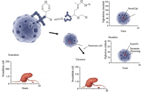 یه کلاس جدید از دارو ساخته شد که در سطح سلولی با پیری میجنگه یه کلاس جدید از دارو ساخته شد که در سطح سلولی با پیری میجنگه